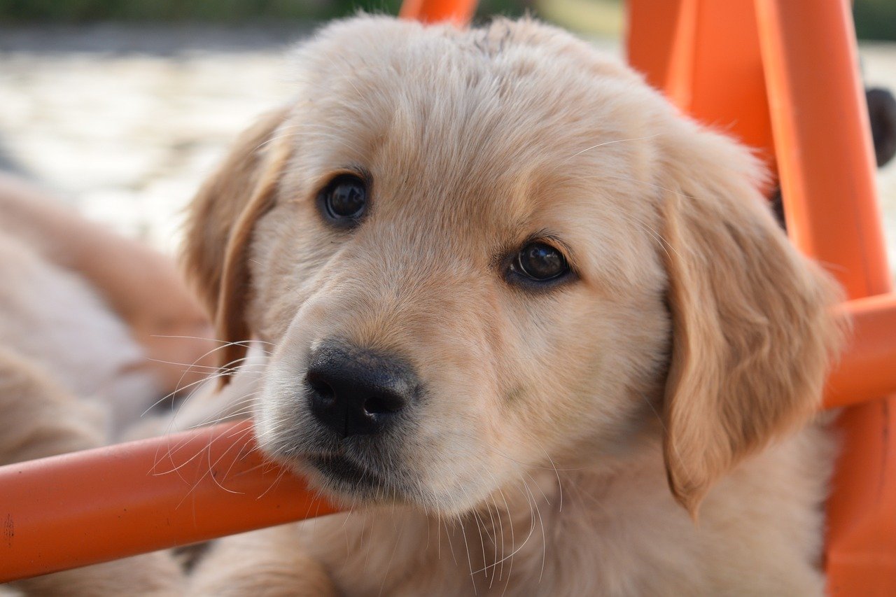 How to Teach Your Pet to Tolerate Bathing